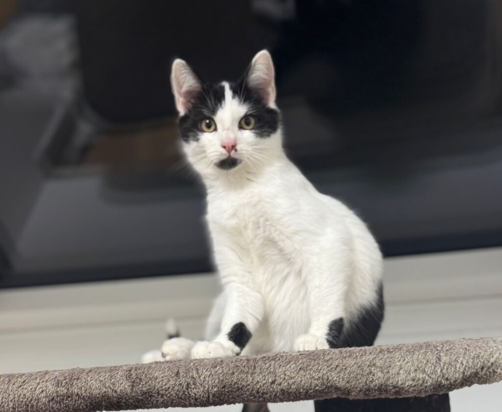 Ehemalige Firmenkätzchen suchen neuen Job im Homeoffice