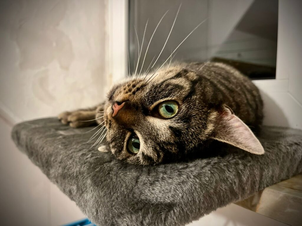 Lucy möchte endlich in ein richtiges Zuhause