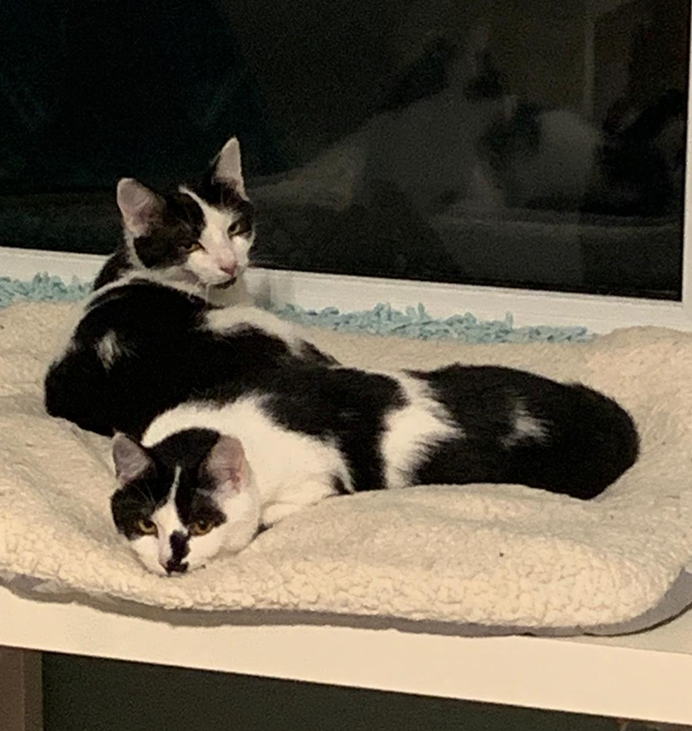 Ehemalige Firmenkätzchen suchen neuen Job im Homeoffice