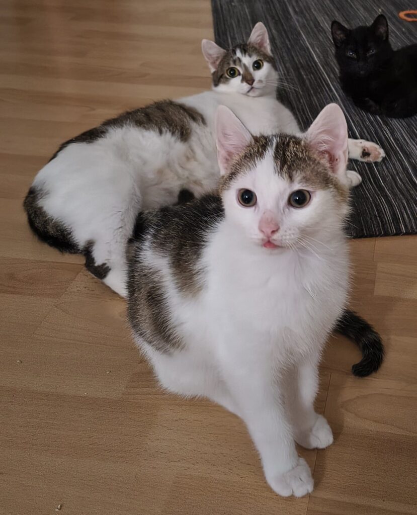 Mutterkatze Xena mit Söhnchen Casper suchen passendes Zuhause