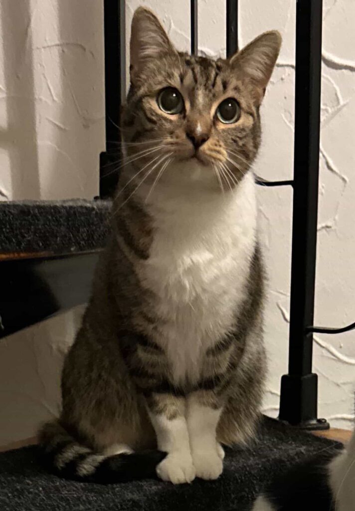 Privatvermittlung – Katze Fenrir