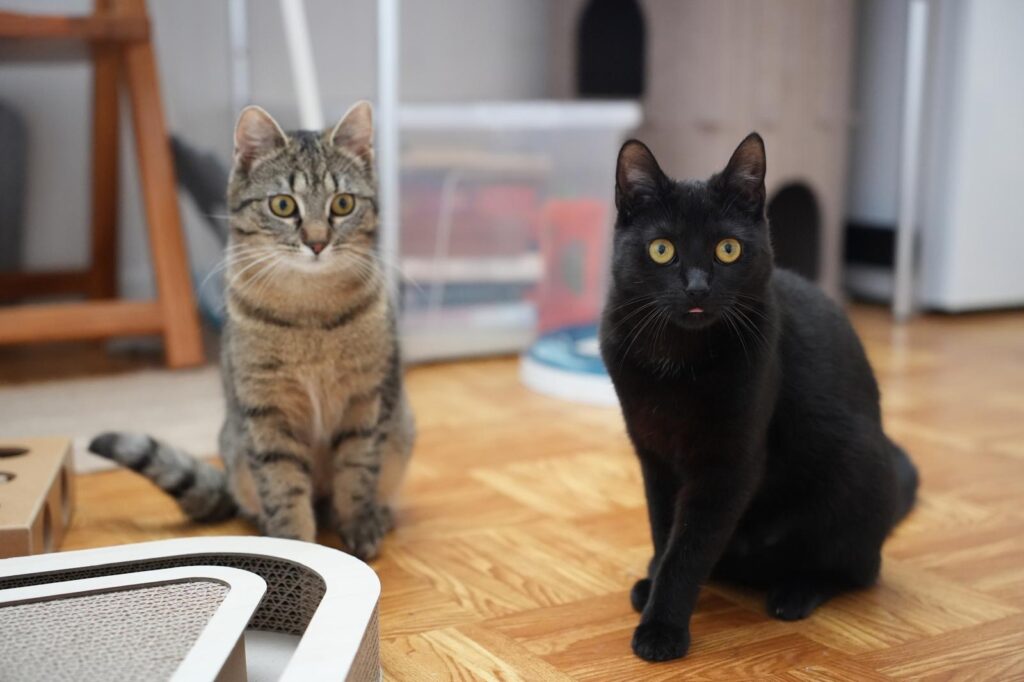 2 Jungkatzen suchen verständnisvolle Menschen