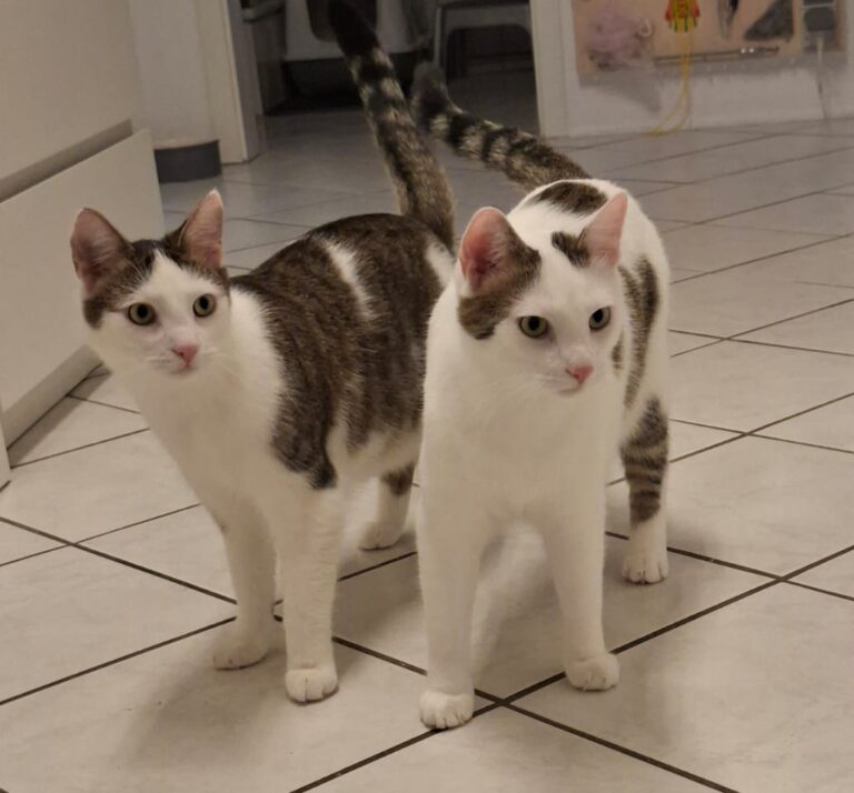 Minnos und Chase