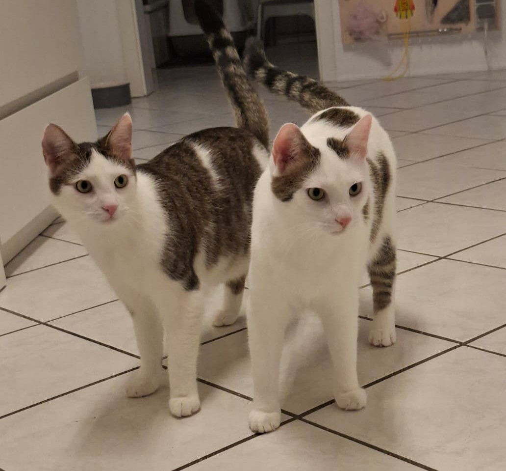 Minnos und Chase