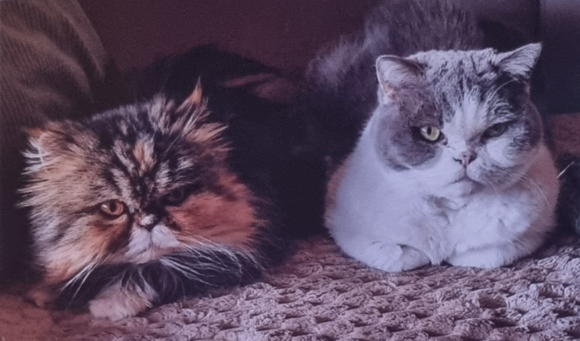 Privatvermittlung – Luna und Tammy brauchen dringend ein neues Zuhause