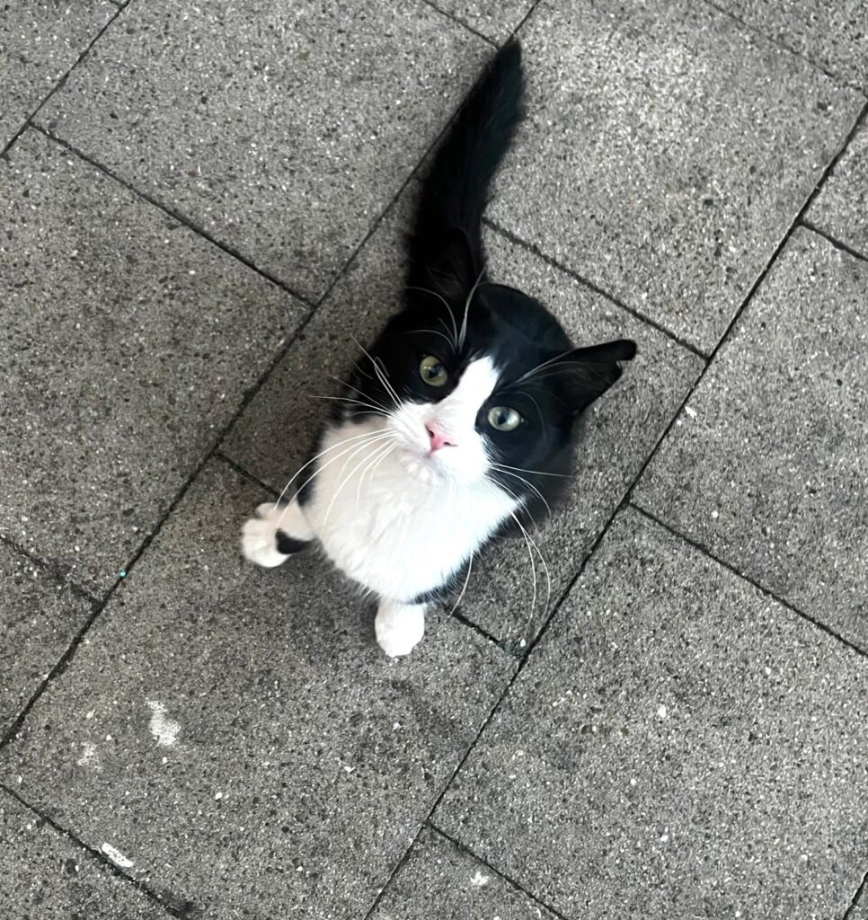 Noel: vom Werkstatt-Streuner zum Schmusekater