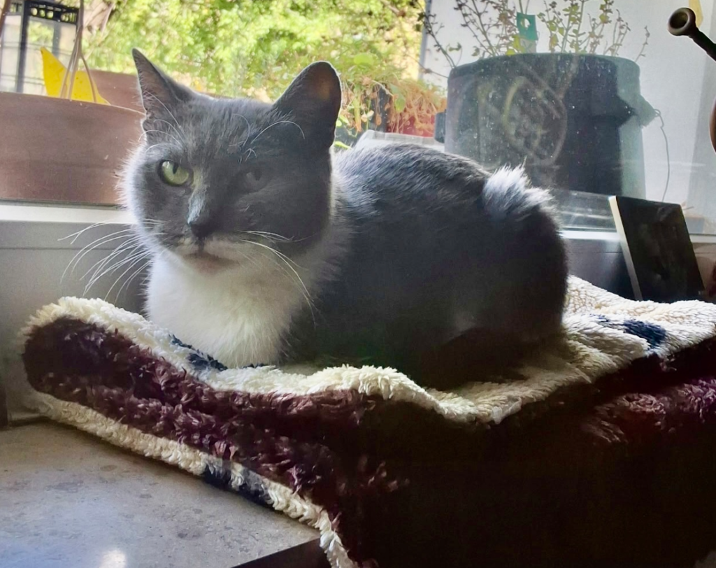 Junge Katze möchte endlich in ein dauerhaftes Zuhause