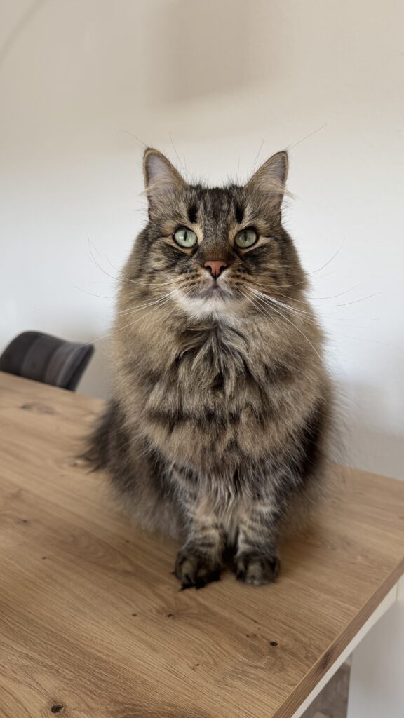 Privatvermittlung – Cosmo verträgt sich nicht mehr mit seinen Katzenkumpels